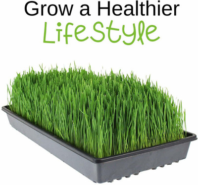 VibeX Wheatgrass Seed(1000 per packet)