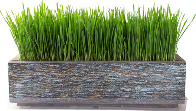 VibeX Wheatgrass Seed(1000 per packet)