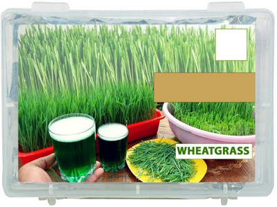 VibeX Wheat Seed(500 per packet)