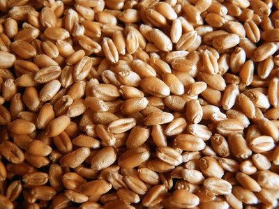 WILLVINE Non-GMO Wheatgrass Seeds Seed(2000 per packet)