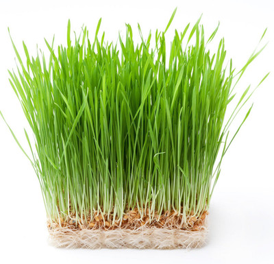 VibeX Wheatgrass Seed(2500 per packet)