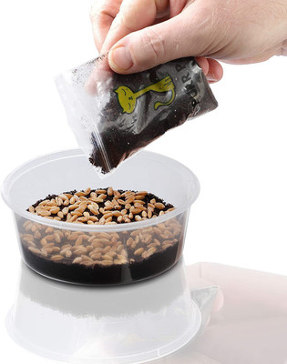 VibeX wheat grass Seed(500 per packet)