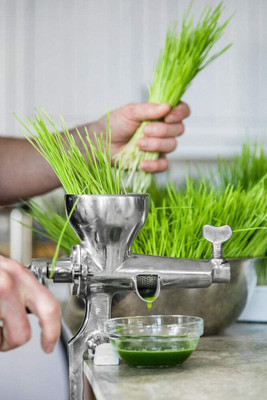 VibeX Wheatgrass Seed(1000 per packet)