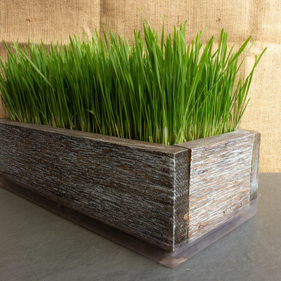 VibeX Wheatgrass Seed(5000 per packet)