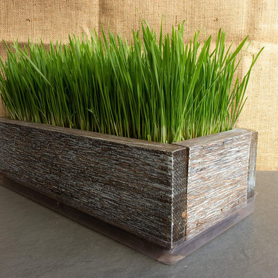 VibeX Grass Seeds Seed(2500 per packet)
