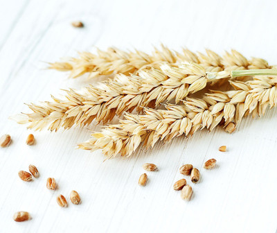 VibeX Wheatgrass Seeds Seed(2500 per packet)