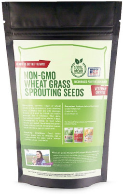 VibeX Wheatgrass Seed(5000 per packet)
