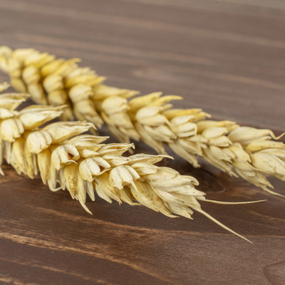VibeX Wheatgrass Seeds Seed(2000 per packet)
