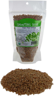 VibeX Wheatgrass Seed(1000 per packet)