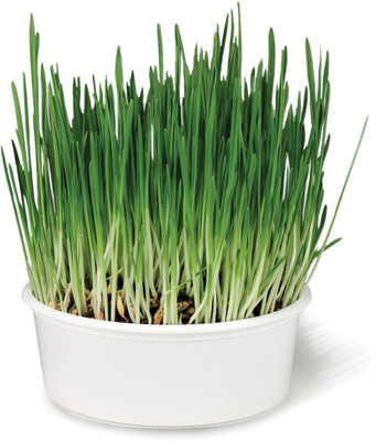 VibeX Wheatgrass Seed(10000 per packet)
