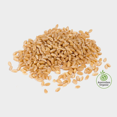VibeX wheatgrass Seed(2500 per packet)
