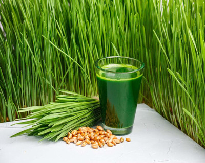 VibeX Hybrid wheat grass seeds Seed(250 per packet)