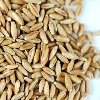 VibeX Wheatgrass Seed(250 per packet)