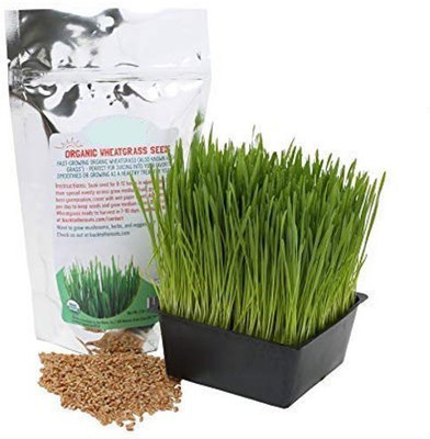 VibeX Wheatgrass Seed(5000 per packet)
