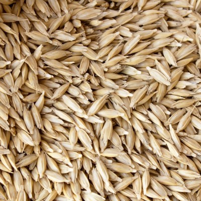 VibeX Wheatgrass Seed(10000 per packet)