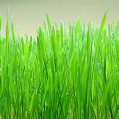 VibeX Wheatgrass Seed(125 per packet)