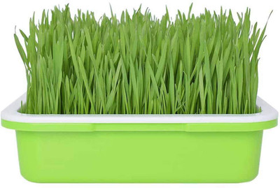 VibeX Wheatgrass Seed(5000 per packet)