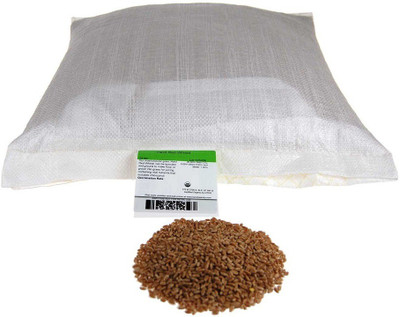 VibeX Wheat Seeds Seed(1000 per packet)