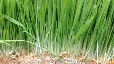 VibeX Wheatgrass Seed(1000 per packet)