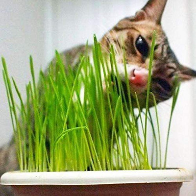VibeX Wheatgrass Seed(5000 per packet)
