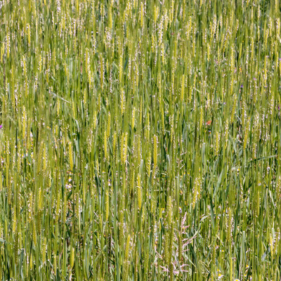 VibeX Wheatgrass Seed(2000 per packet)