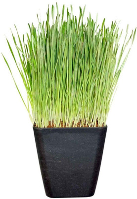 VibeX Wheatgrass Seed(250 per packet)