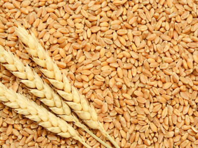 VibeX Wheatgrass Seed(250 per packet)