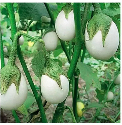 gorgeous moment brinjal Seed(20 per packet)