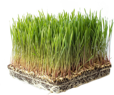 VibeX Wheat Seeds Seed(10000 per packet)