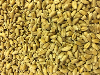 VibeX Hard Red Wheat Seed(1000 per packet)