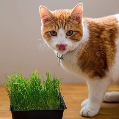 VibeX Cat Grass Seed(10000 per packet)