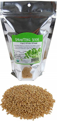 VibeX Wheatgrass Seed Seed(2000 per packet)