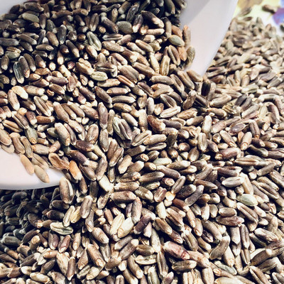 VibeX Wheatgrass Seed(1000 per packet)