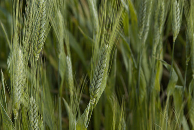 VibeX Wheat Grass Seed(5000 per packet)