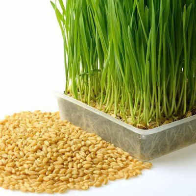 VibeX Wheat Grass Seeds Seed(10000 per packet)