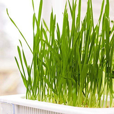 VibeX Wheatgrass Seed(2500 per packet)