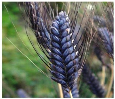 VibeX Wheat Seed(125 per packet)