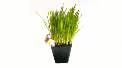 VibeX wheat grass Seed(1000 per packet)
