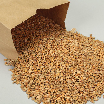 VibeX Wheatgrass Seed(2500 per packet)