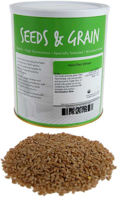 VibeX Wheatgrass Seed(500 per packet)