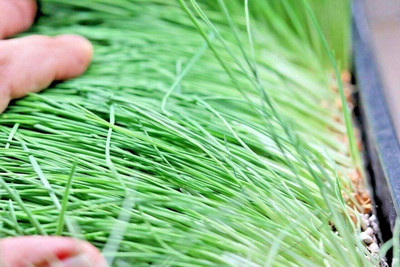 VibeX Wheatgrass Seed(5000 per packet)