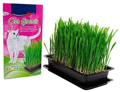 VibeX Wheatgrass Seed(2500 per packet)