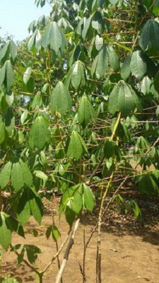 V Seed Sagvan Teak Wood Seed(45 per packet)