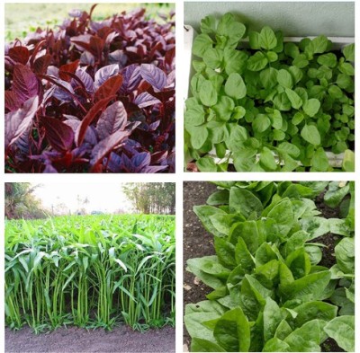 KUSH Red Amaranth Spinach, green amaranth spinach, Water Spinach Seed(11000 per packet)