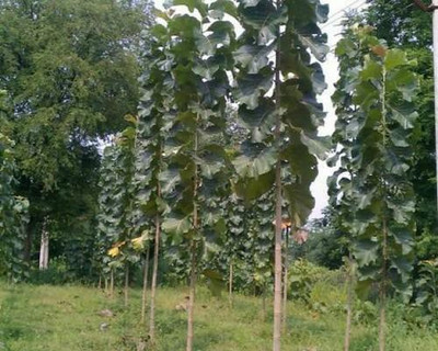 V Seed Teak Sagvan Seed Seed(20 per packet)
