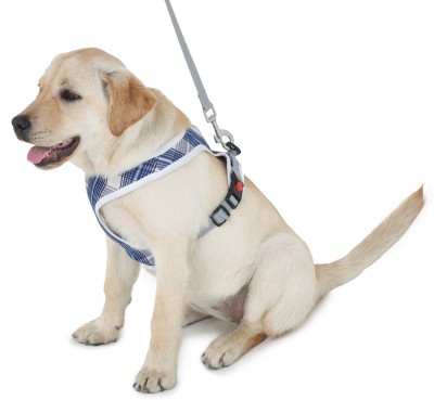 Barks & Wags HL-03 Blue & Grey S Dog Harness & Leash(Small, Grey & Blue)