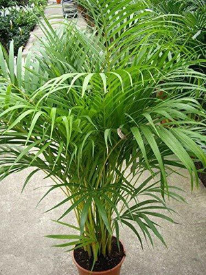 PALAK PLANTATION Areca Palm(Hybrid, Pack of 1)