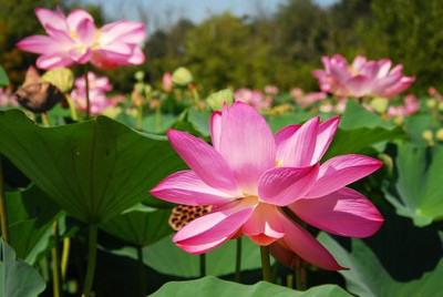 Arlo Lotus flower Seed(20 per packet)