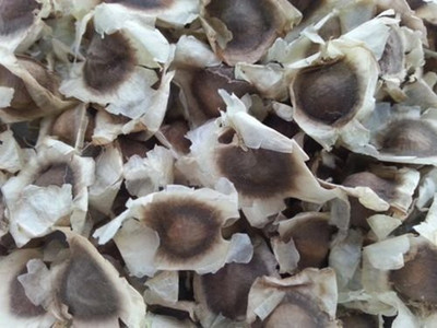 CYBEXIS GUA-49 - MORINGA Drumstick - PKM-2 - (1350 Seeds) Seed(1350 per packet)