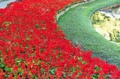 V Seed Salvia Seed(50 per packet)